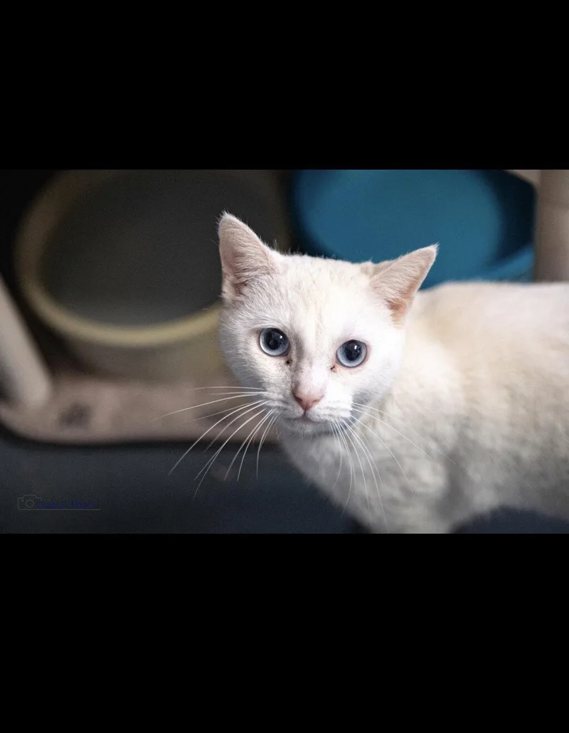 An adult medium-sized female White Domestic Short Hair cat named Marshmallow CCHS for adoption in Locust Grove, GA