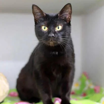 An adult small-sized female Black Domestic Short Hair cat named Effie for adoption in Atlanta, GA