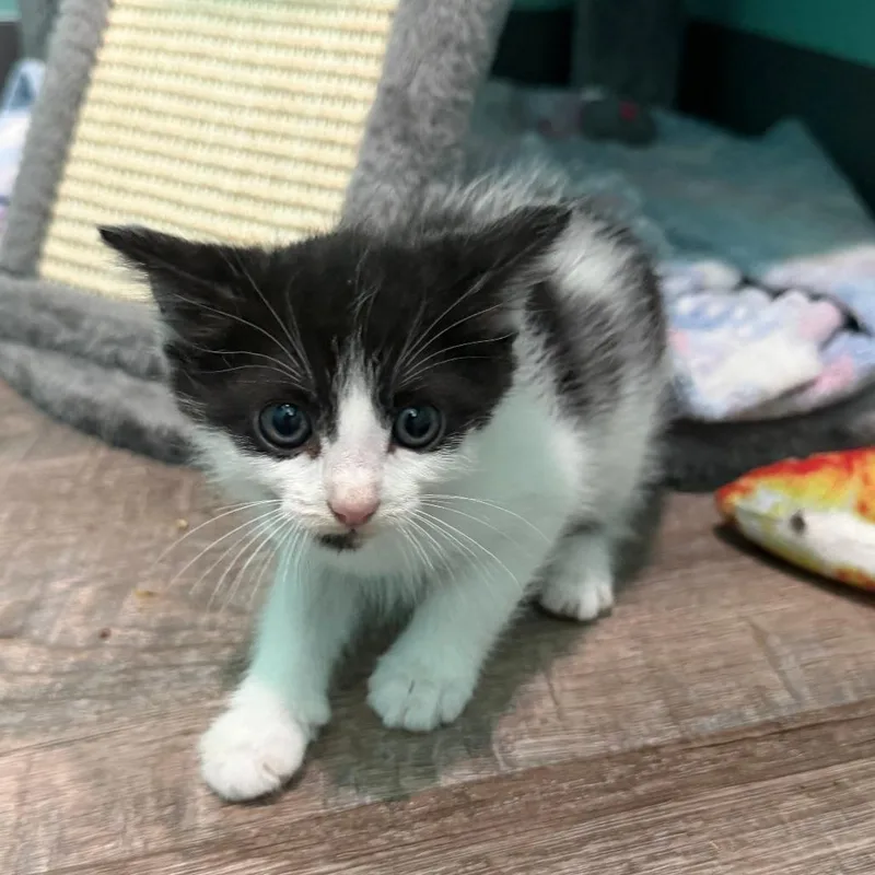 A baby small-sized male White Domestic Short Hair cat named Cherokee for adoption in Marion, VA