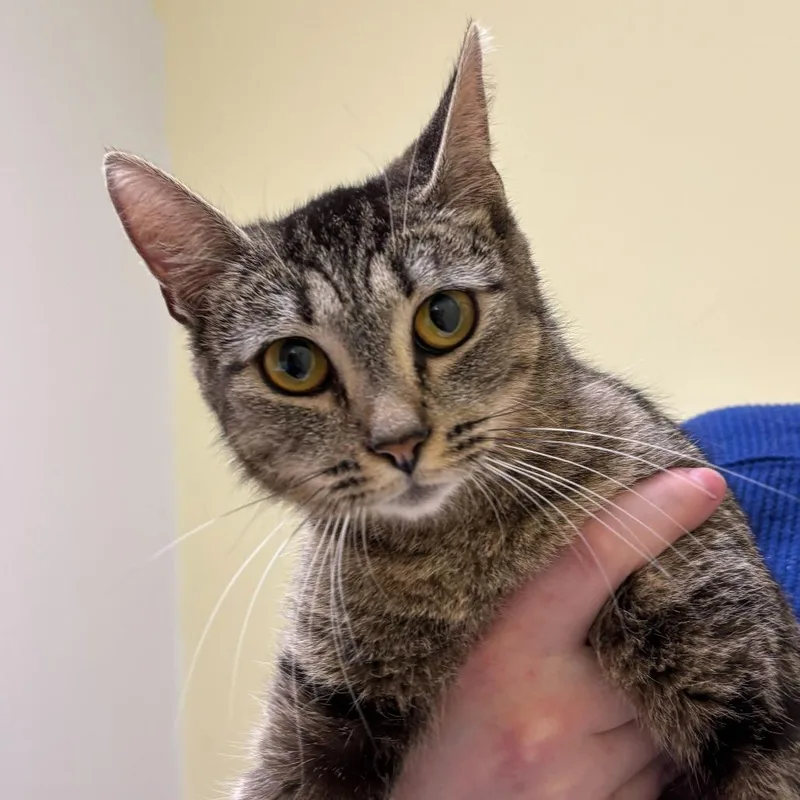 An adult medium-sized female Gray / Blue / Silver Domestic Short Hair cat named Gracie for adoption in Wilmington, DE