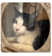 An adult medium-sized male Domestic Short Hair cat named Romeo for adoption in West Chester, PA