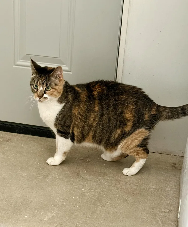 An adult large-sized female Calico Domestic Short Hair cat named Reba for adoption in Marana, AZ