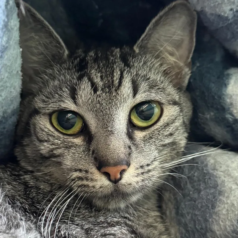 An adult medium-sized female Gray / Blue / Silver Domestic Short Hair cat named Strawberry Shortcake for adoption in Decatur, GA
