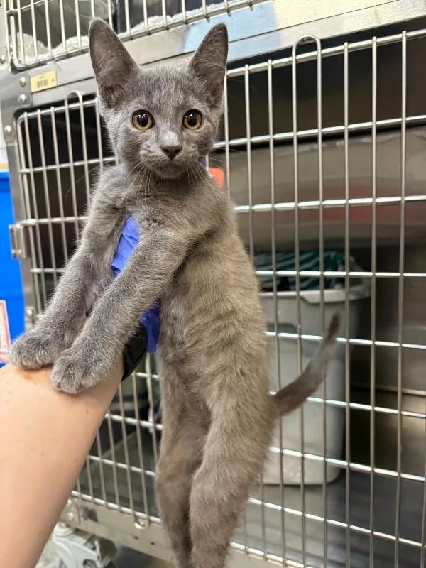 A baby medium-sized female Domestic Short Hair cat named Eclair for adoption in Saint Charles, MO