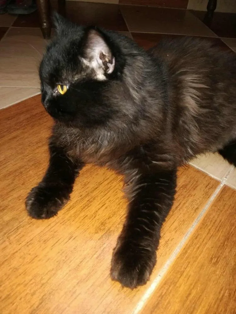 Chocolate thumbnail 3