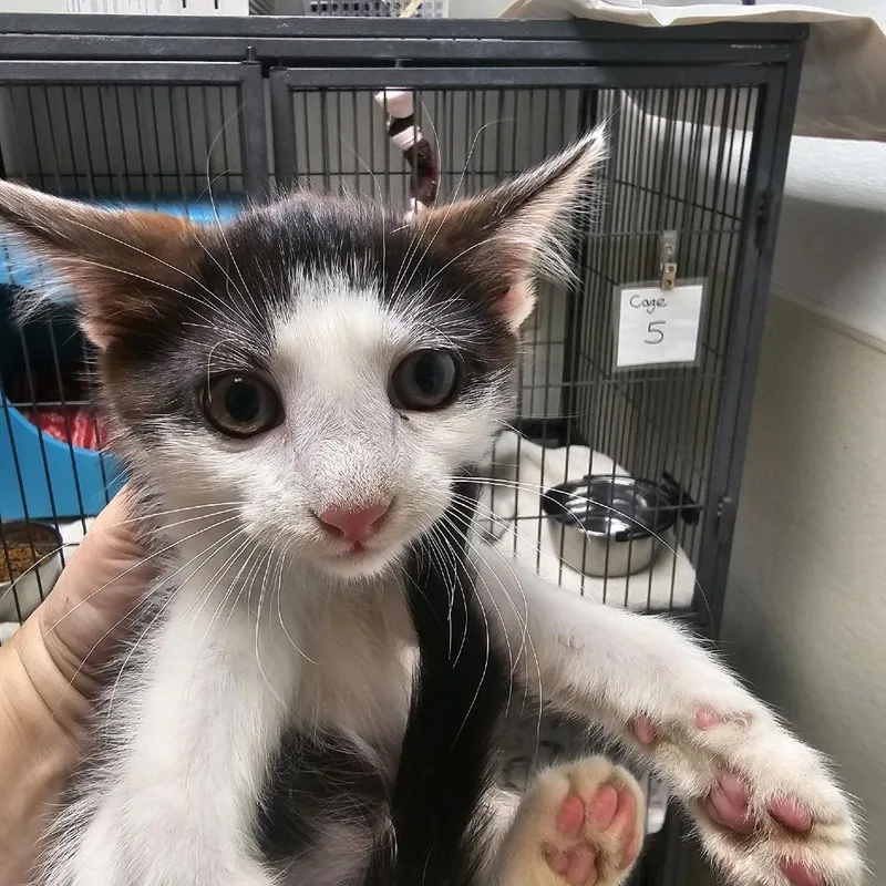 A baby small-sized female Black Domestic Short Hair cat named Catalina for adoption in Columbus, NC