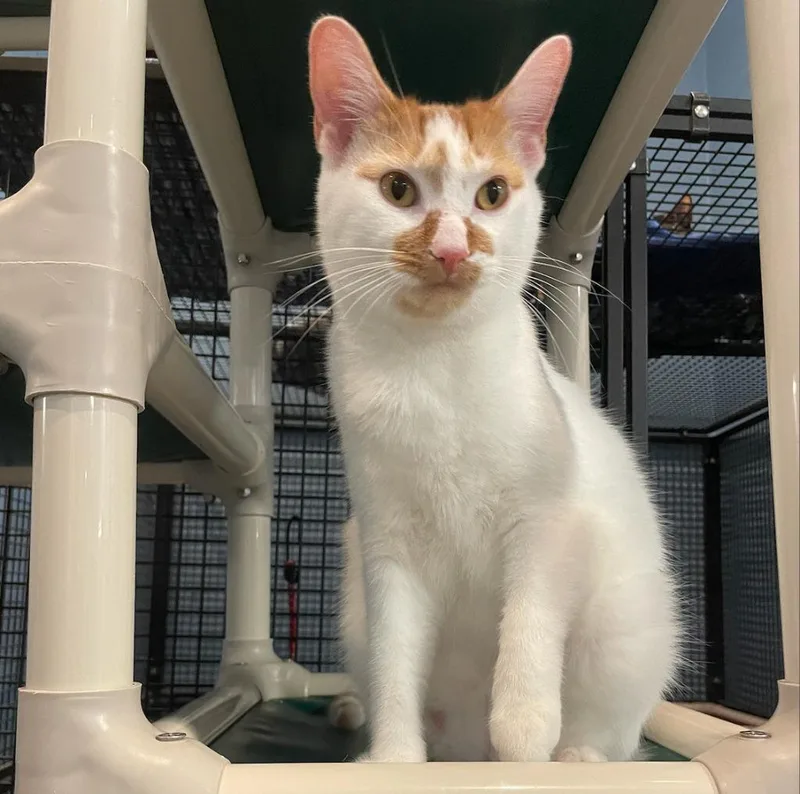 An adult medium-sized male Domestic Short Hair cat named Tabasco for adoption in South Bend, IN