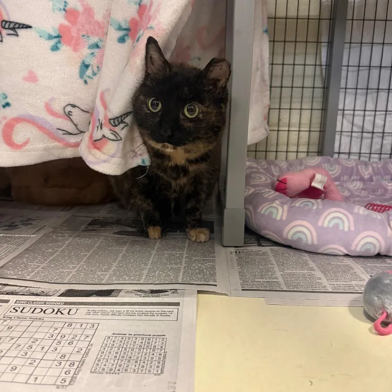 An adult large-sized female Domestic Short Hair cat named Sol for adoption in Charlottesville, VA