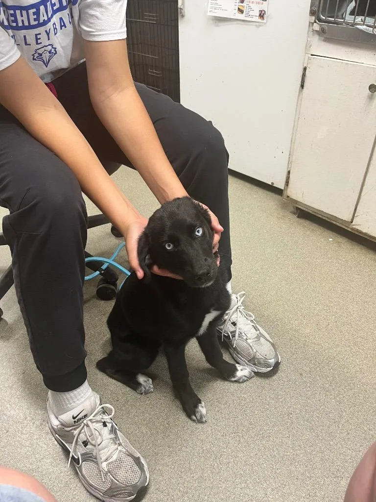 A baby medium-sized female Husky dog named Caroline for adoption in Hopkinsville, KY