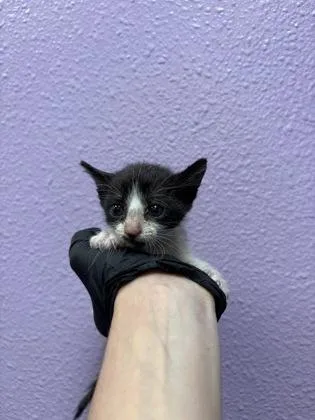 A baby small-sized female Black Domestic Short Hair cat named Funshine Bear for adoption in El Paso, TX
