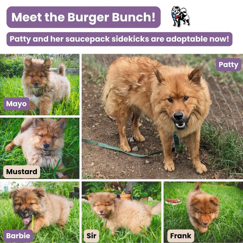 A baby medium-sized male Chow Chow dog named Mustard for adoption in Houston, TX