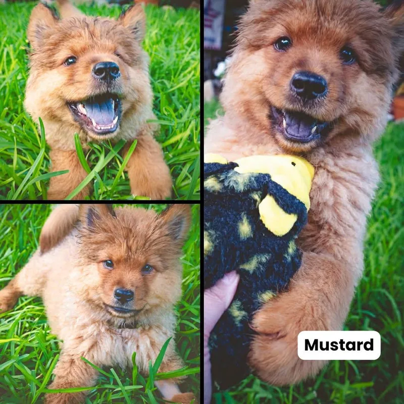 Mustard thumbnail 2