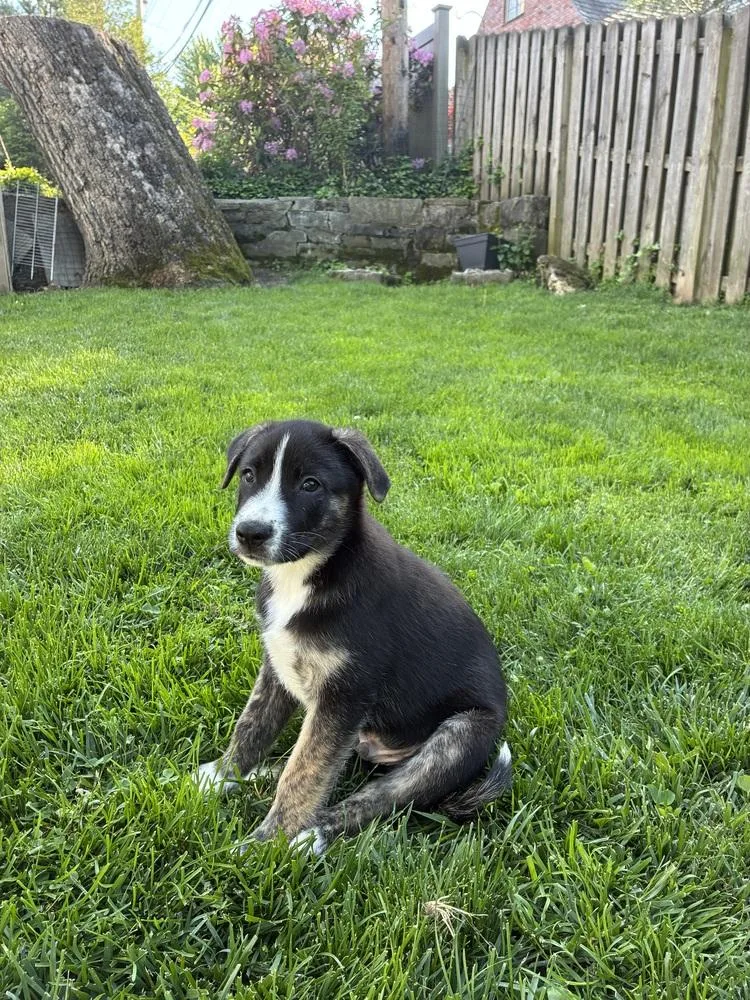 Luca