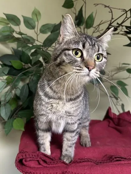 An adult medium-sized female Domestic Short Hair cat named Tess for adoption in Hastings, NE