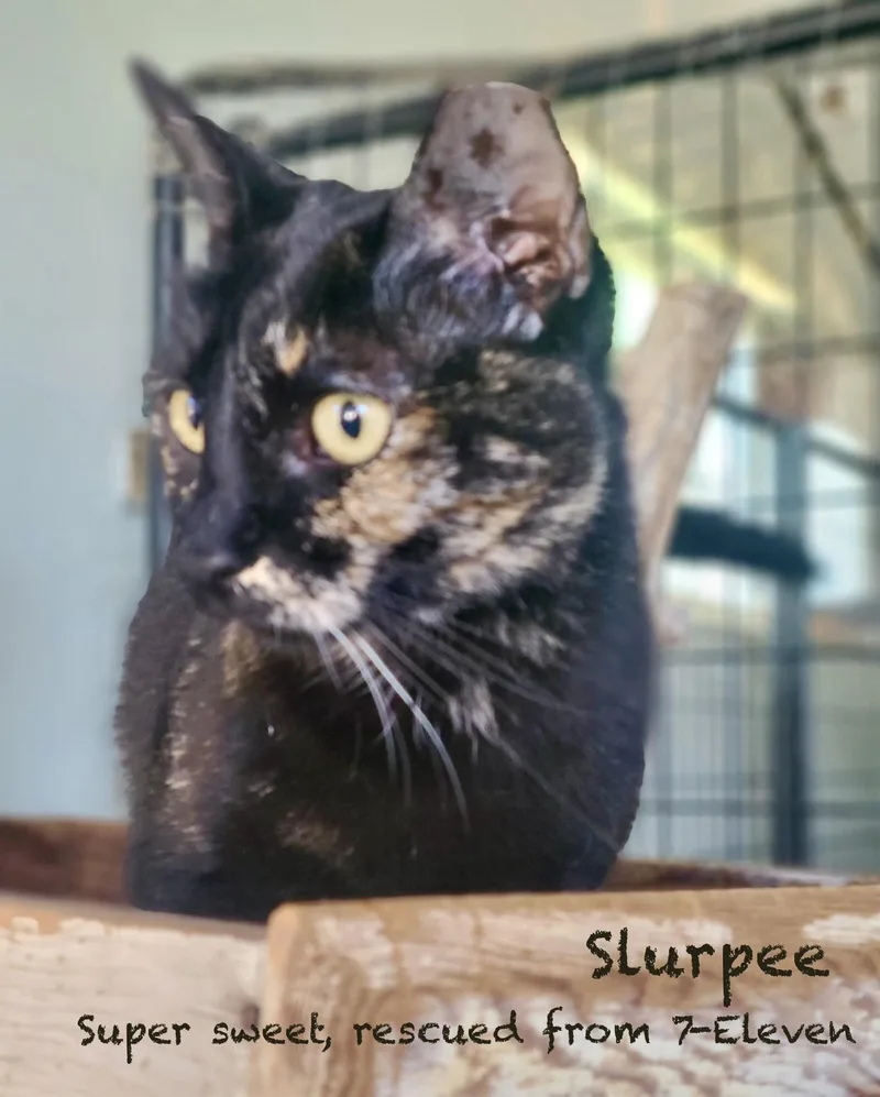 A young medium-sized female Tortoiseshell American Shorthair cat named Slurpee for adoption in Mission Viejo, CA