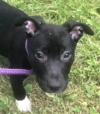 A baby medium-sized female Mixed Breed dog named Brie for adoption in Madison, NJ