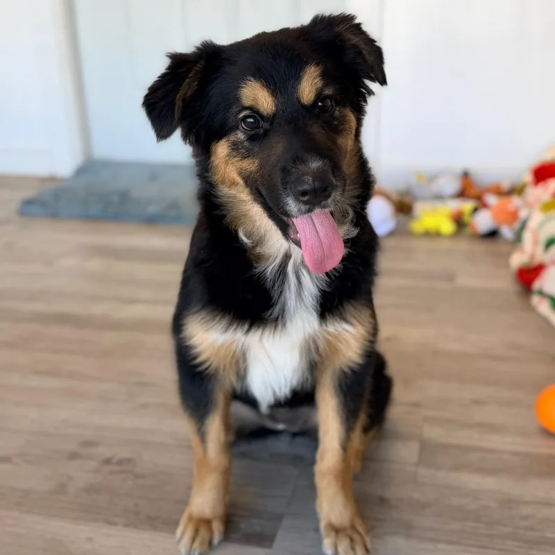 A baby large-sized female Australian Shepherd dog named Daisy for adoption in Green Bay, WI