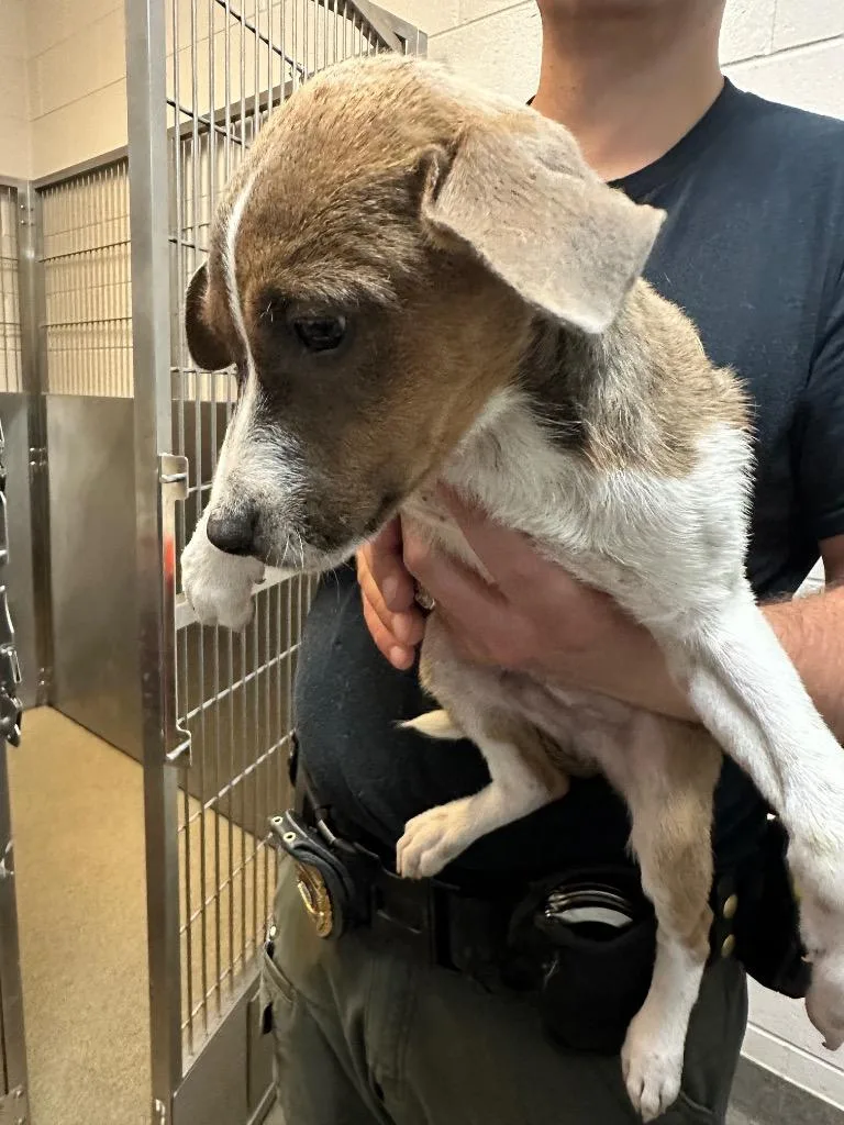 A baby medium-sized male Mixed Breed dog named Out of Office for adoption in Rome, GA