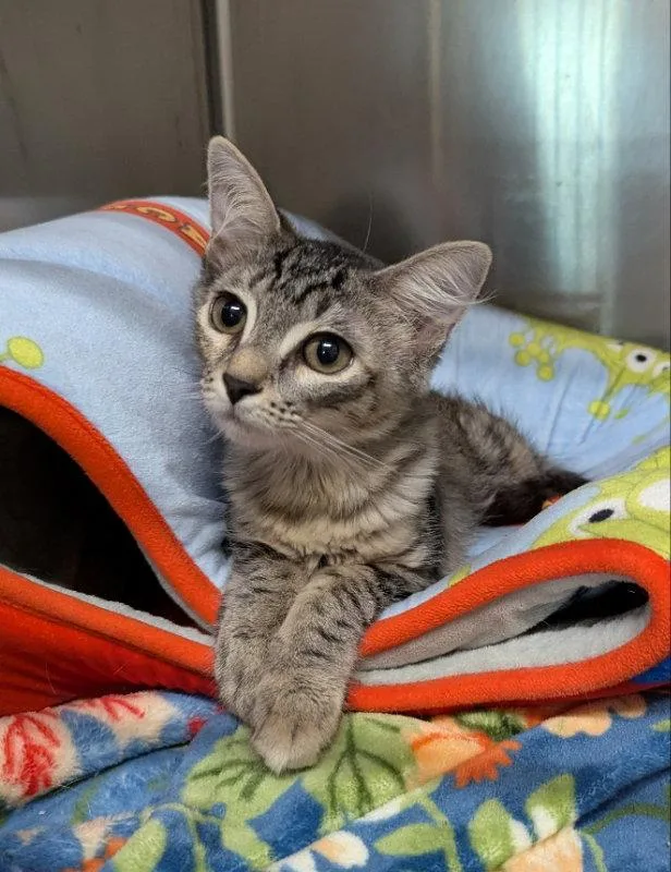 A young medium-sized female Tabby cat named Price for adoption in Ocala, FL