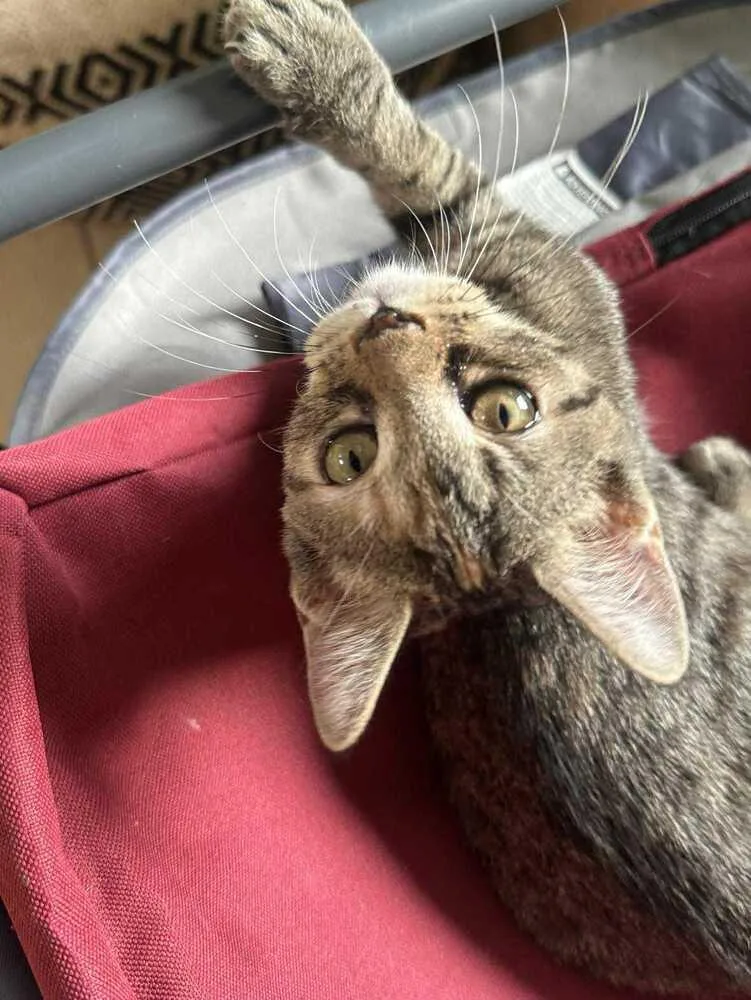 Holly Hobbie thumbnail 2