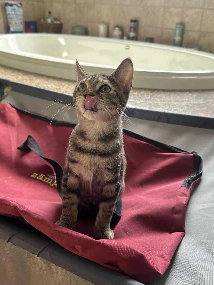 Holly Hobbie thumbnail 3