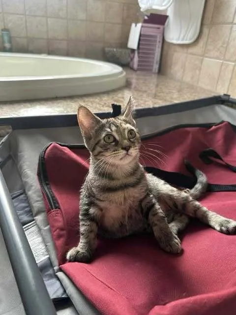 Holly Hobbie thumbnail 4