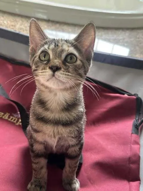 Holly Hobbie thumbnail 5