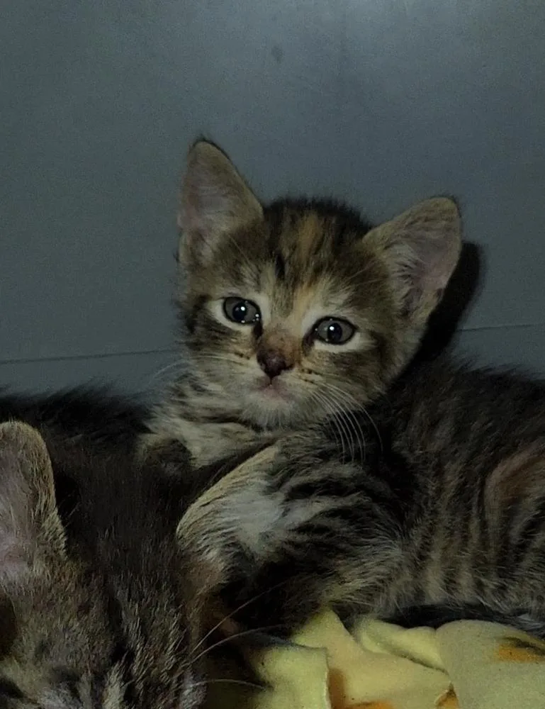 Holly Hobbie thumbnail 6