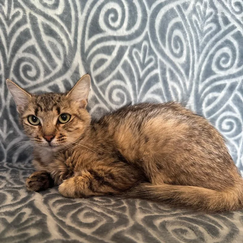 A young medium-sized female Brown / Chocolate Domestic Short Hair cat named Jacaranda for adoption in Brea, CA
