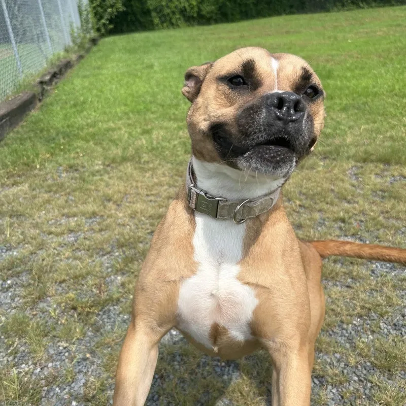 An adult small-sized female Brown / Chocolate Boxer dog named Sundara for adoption in Ridgely, MD