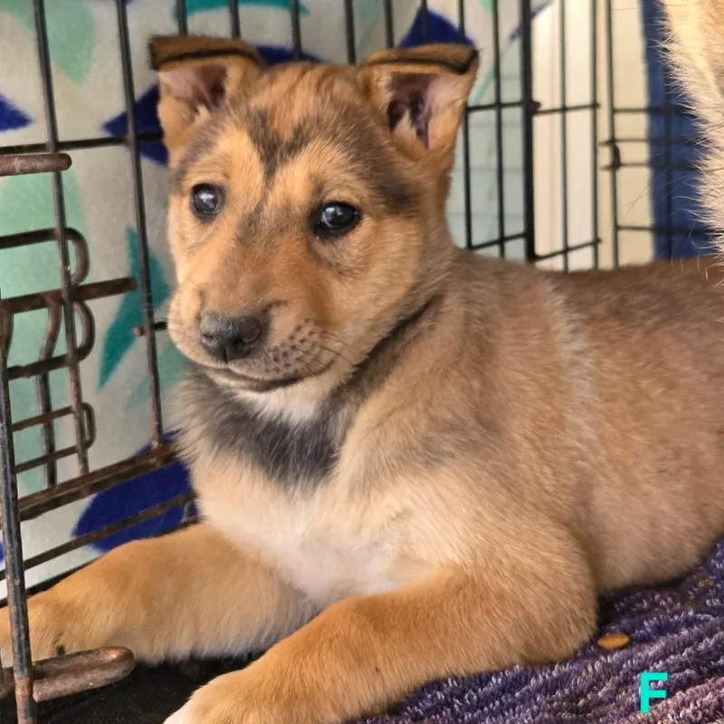 A baby small-sized female Yellow / Tan / Blond / Fawn Shepherd dog named Zaylee for adoption in Floresville, TX