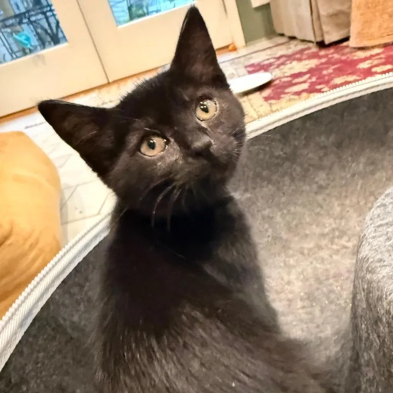 A baby small-sized female Domestic Short Hair cat named Ronda for adoption in Cumming, GA