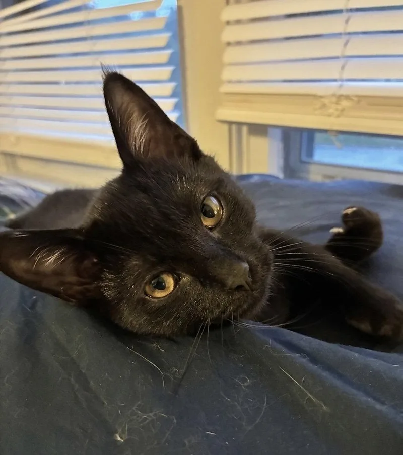 A baby medium-sized female Black Domestic Short Hair cat named Harriet for adoption in Walled Lake, MI