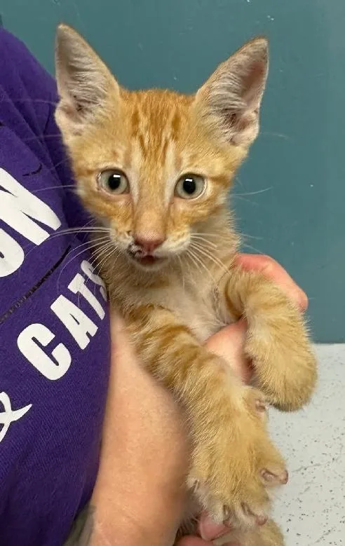 A baby medium-sized male Domestic Short Hair cat named Chevy for adoption in Lafayette, LA