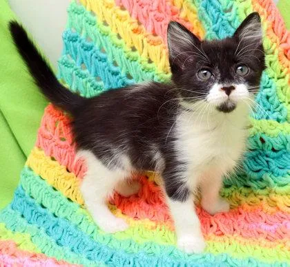 A baby small-sized female Domestic Medium Hair cat named Autumn for adoption in Largo, FL