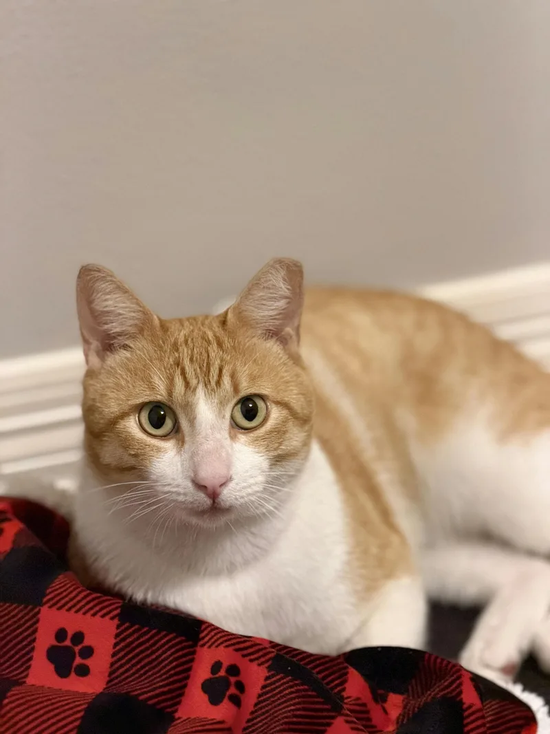 A young large-sized male Tabby (Orange / Red) Domestic Short Hair cat named Bubba for adoption in Houston, TX
