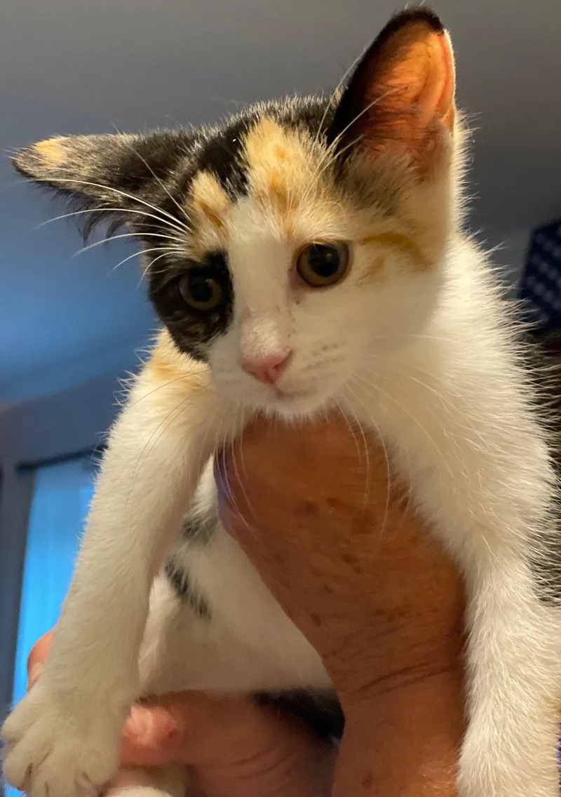 A baby medium-sized female Domestic Short Hair cat named Smores for adoption in Island Lake, IL