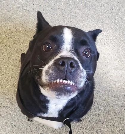 An adult large-sized male Cattle Dog dog named Arty for adoption in Kansas City, MO