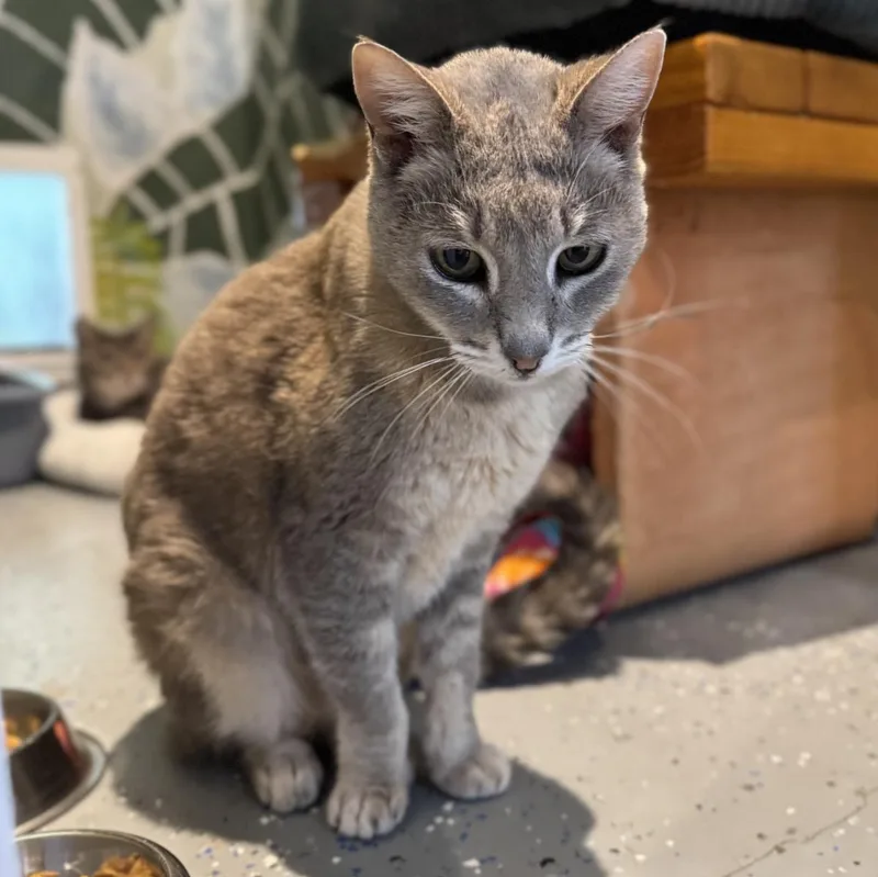 A senior medium-sized female Domestic Short Hair cat named Blanche for adoption in Lincoln, CA