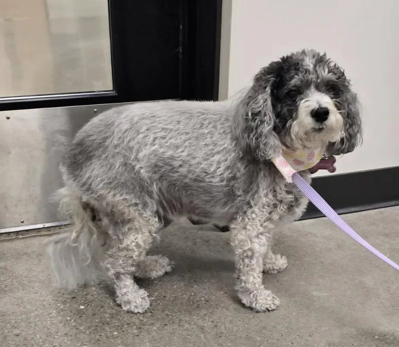 Pippa