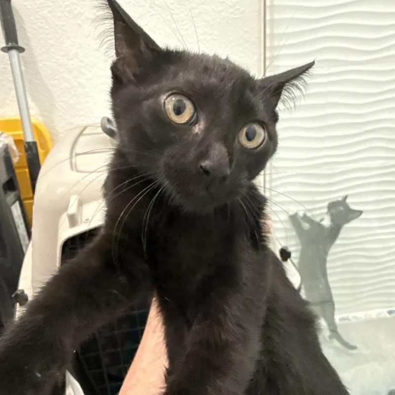 A baby small-sized female Black Domestic Short Hair cat named Thor for adoption in New Port Richey, FL