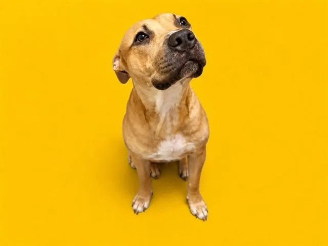 An adult medium-sized male Terrier dog named Titan for adoption in Miami, FL