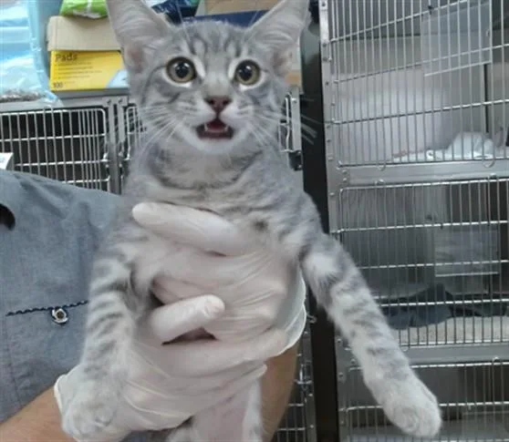 A baby small-sized female Domestic Short Hair cat named Alice for adoption in Salinas, CA