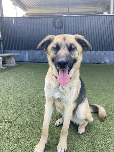 A young large-sized male Shepherd dog named Jack for adoption in El Cajon, CA