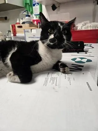 An adult large-sized male Domestic Short Hair cat named Tex for adoption in West Chester, PA