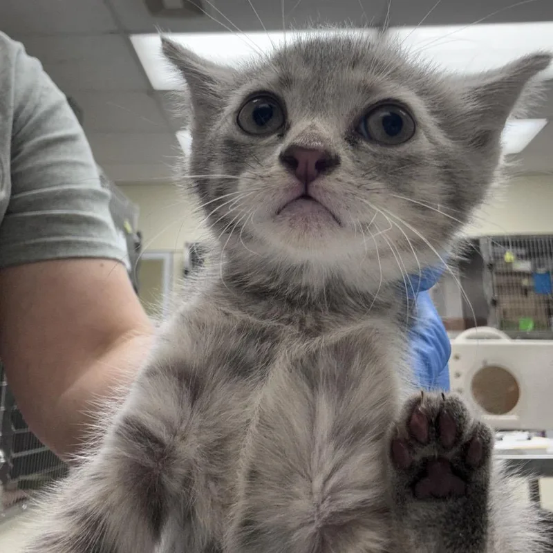 A baby small-sized female Gray / Blue / Silver Domestic Short Hair cat named Marie Sharp for adoption in Bastrop, TX