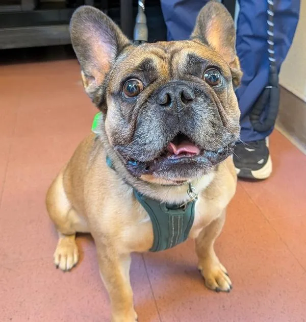 An adult medium-sized male French Bulldog dog named Brody for adoption in Oakland, CA