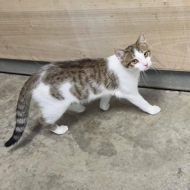 A young medium-sized male White Domestic Short Hair cat named Purrcy for adoption in Chilton, WI