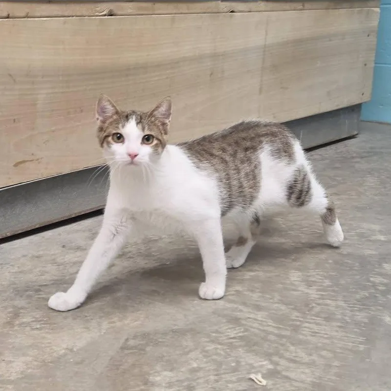 Purrcy thumbnail 2