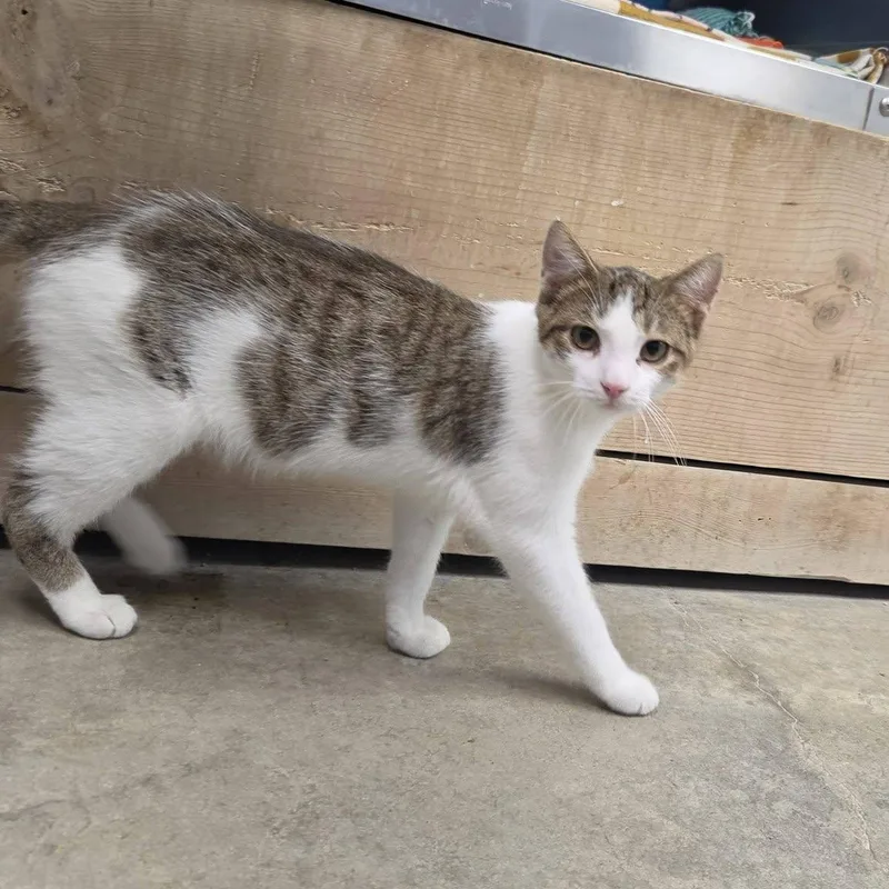 Purrcy thumbnail 3